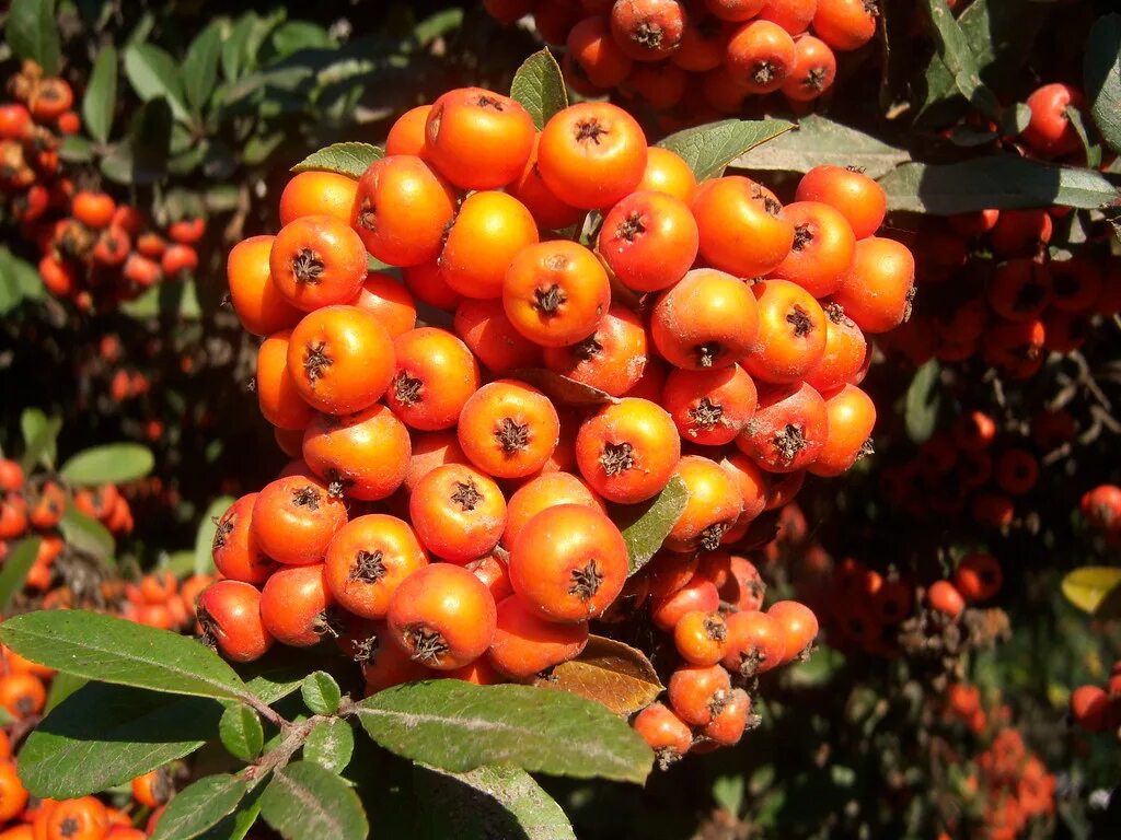 Yabani