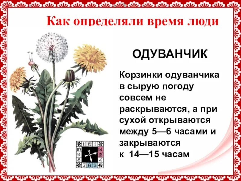 О и высоцкой одуванчик. Проект про одуванчик. Одуванчик описание. Физкультминутка одуванчик одуванчик. Одуванчик карточка.