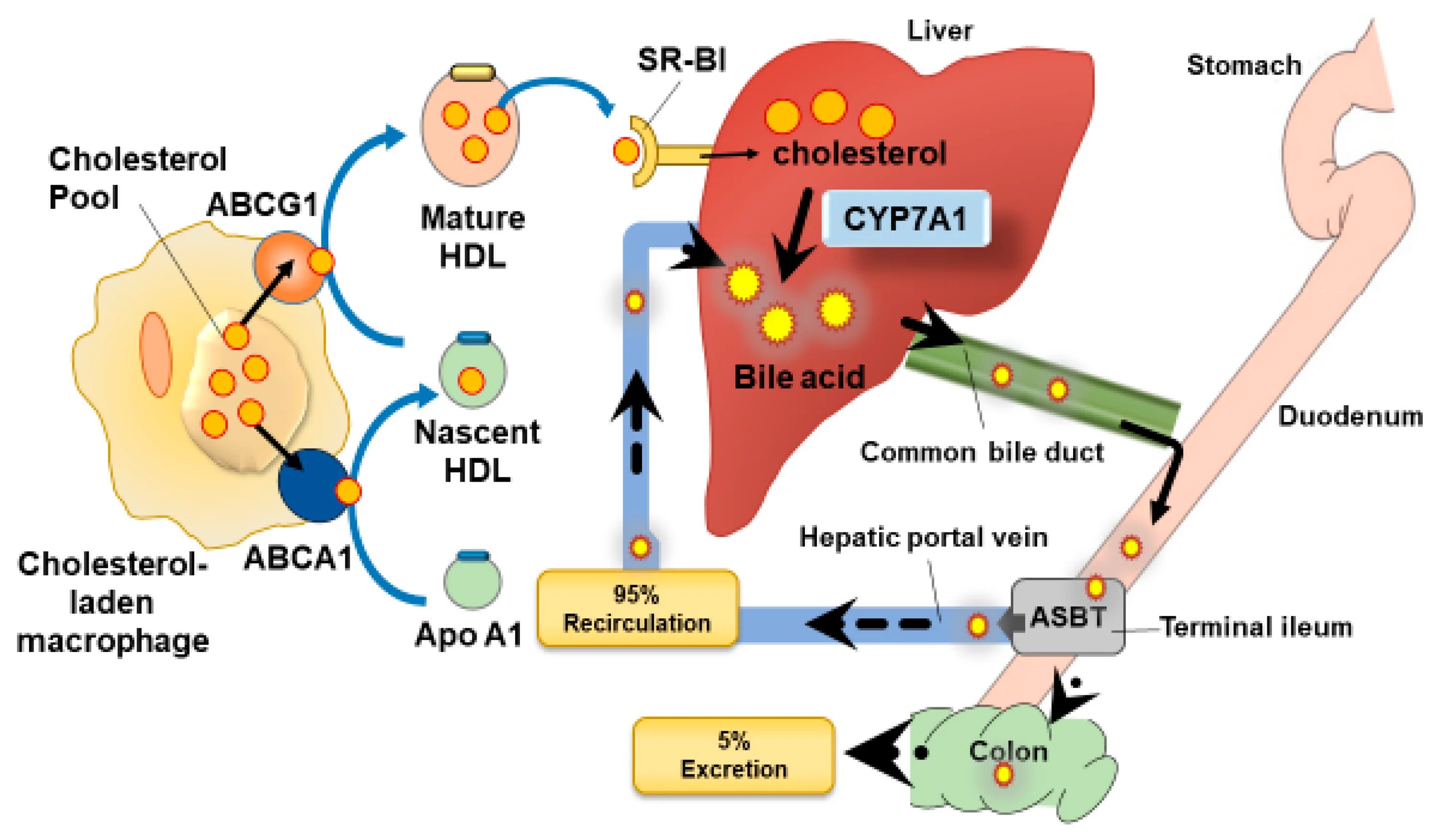 Hdl cholesterol. Biosynthesis of cholesterol. не-hdl_cholesterol. bile acids. secretion of bile.