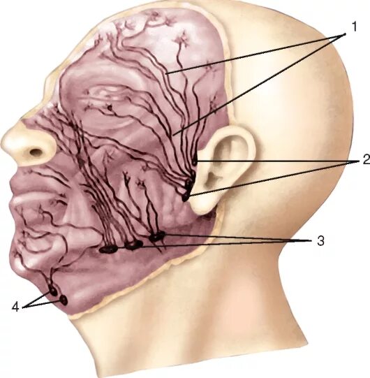 Околоушные лимфоузлы анатомия. Лимфоузлы челюстно-лицевой области расположение. Околоушные лимфоузлы топография. Тонзиллярные лимфоузлы.
