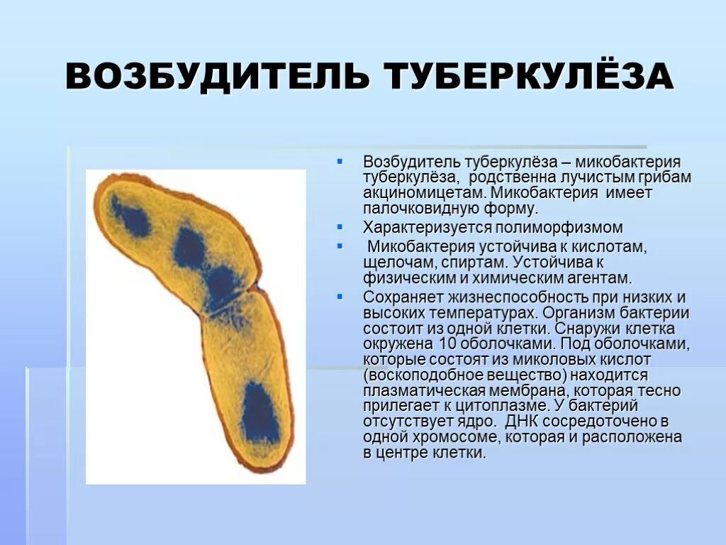 Туберкулез кокки