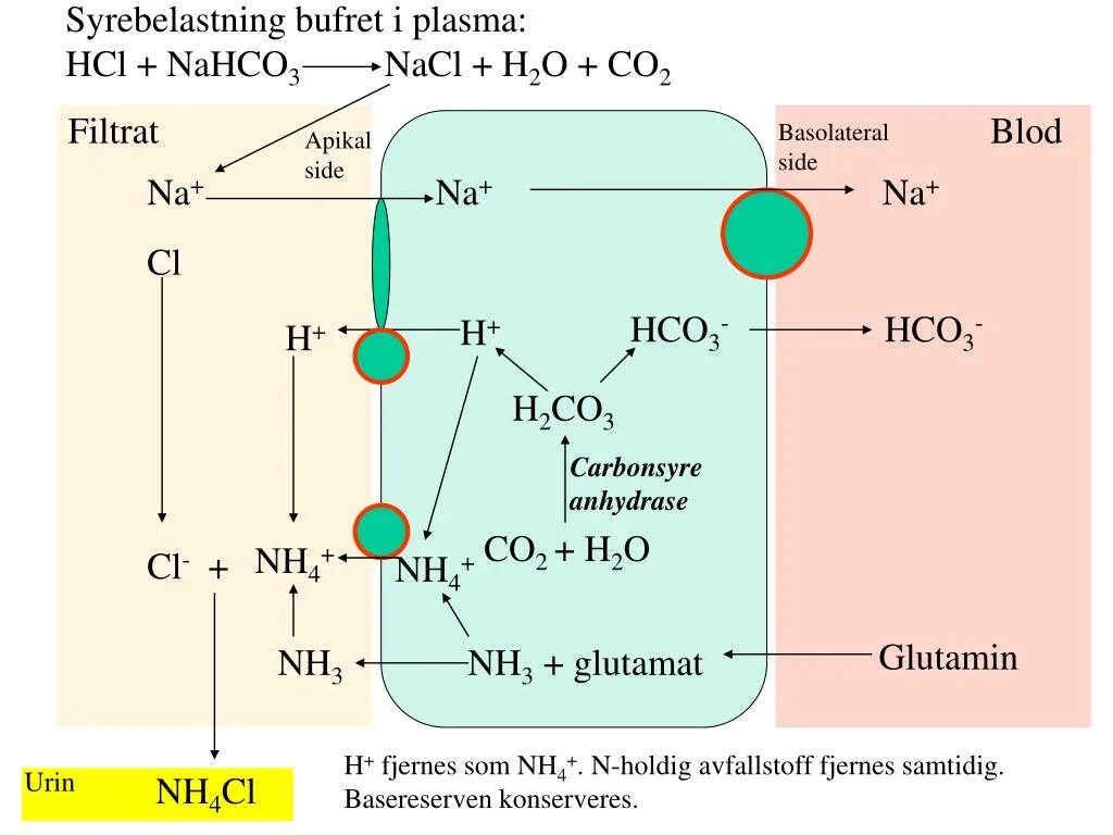 S nacl реакция. Nh3 NACL. Nahco3 получение NACL. NACL o2 катализатор. Nahco3+HCL.