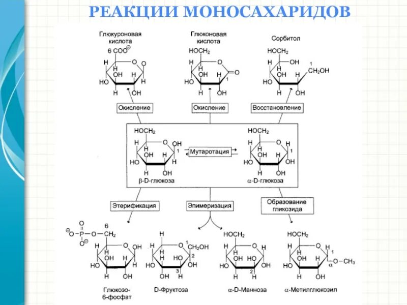 Глюкоза глюконовая кислота реакция. Реакции моносахаридов Синтез гликозидов. Основные реакции моносахаридов. Химические реакции моносахаридов. Реакция окисления моносахаридов.