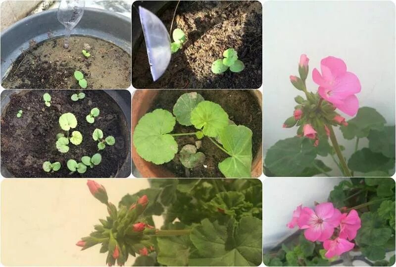 Герань семена посадка. Посев пеларгонии семенами. Пеларгония семена пикировка. Пикировка ипомеи. Пеларгония зональная всходы.