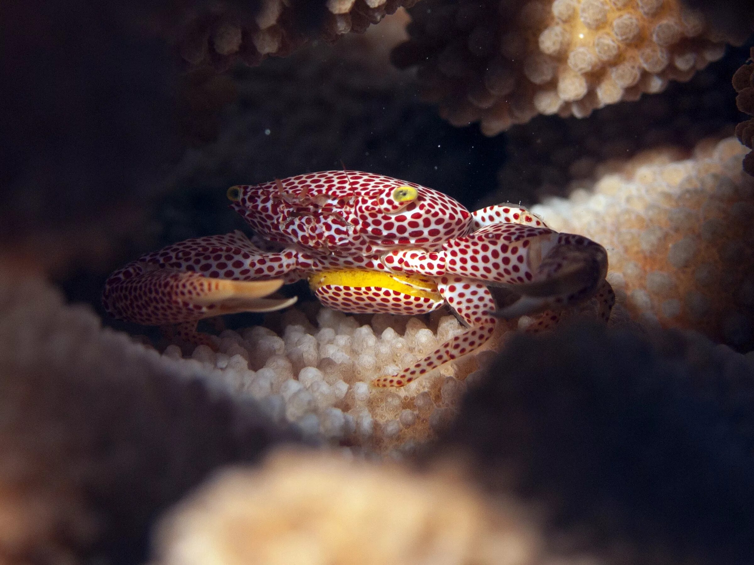 Trapezia Crab rufopunctata. Trapezia flavopunctata. Trapezia cymodoce. Trapezia tigrina. Беспозвоночные змей