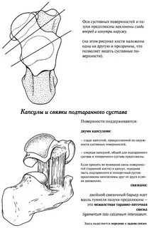 Подтаранный сустав