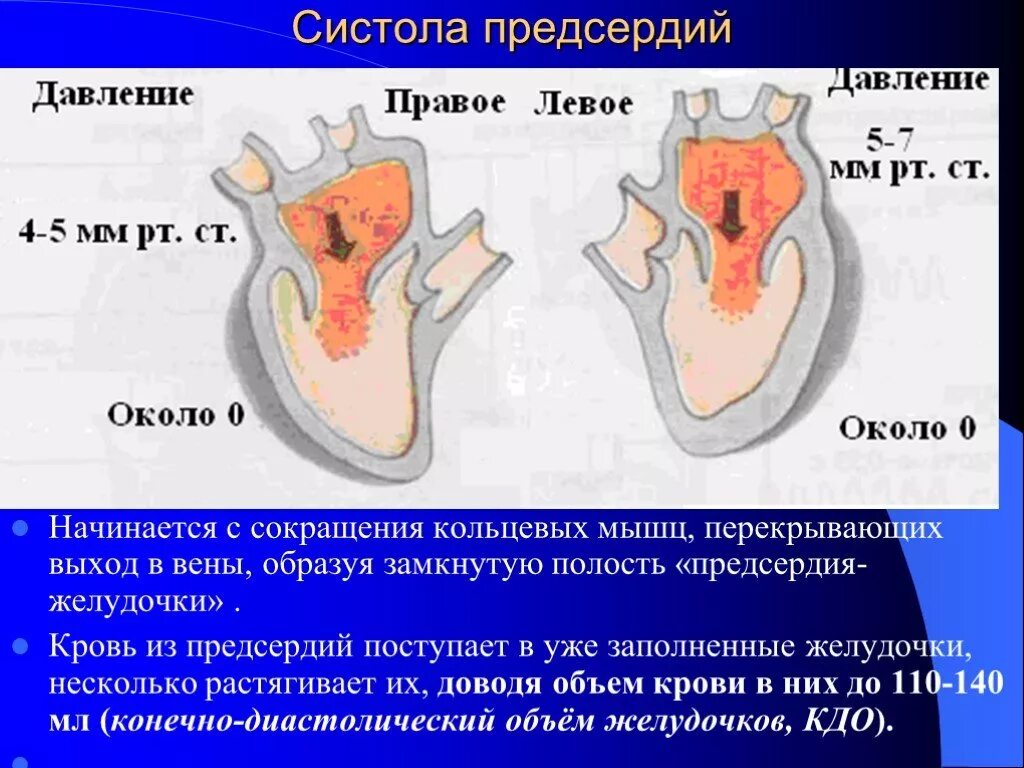 Систола левого предсердия