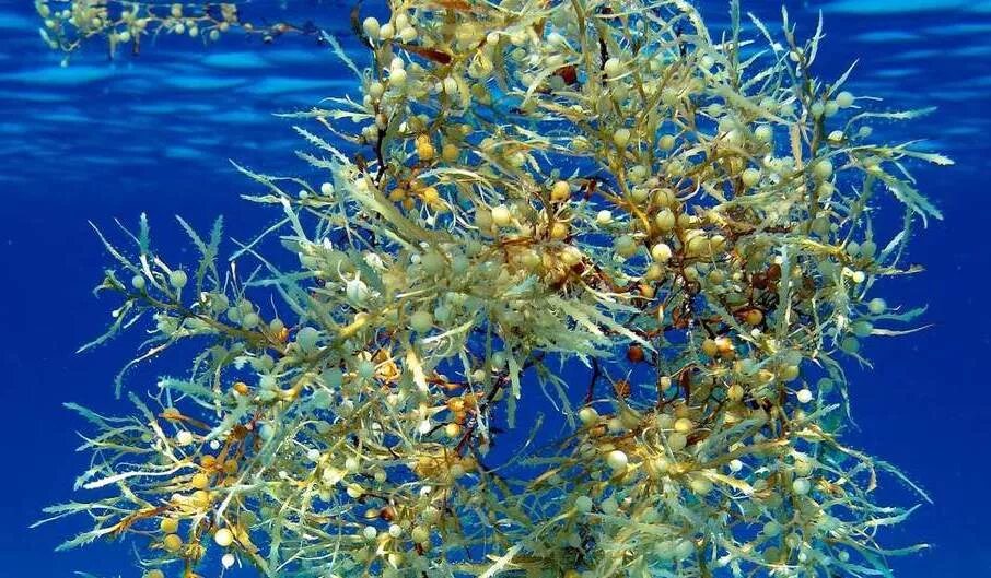 ламинария фукус саргассум. ламинария фукус саргассум. саргассум водоросль. саргассум. саргассум.