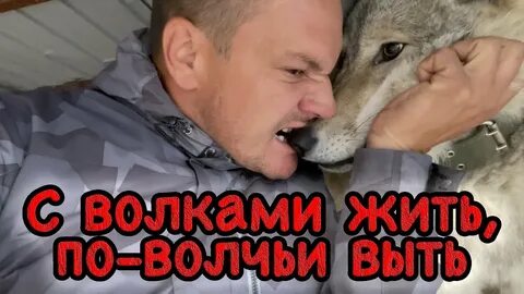 Кормить волка с руки