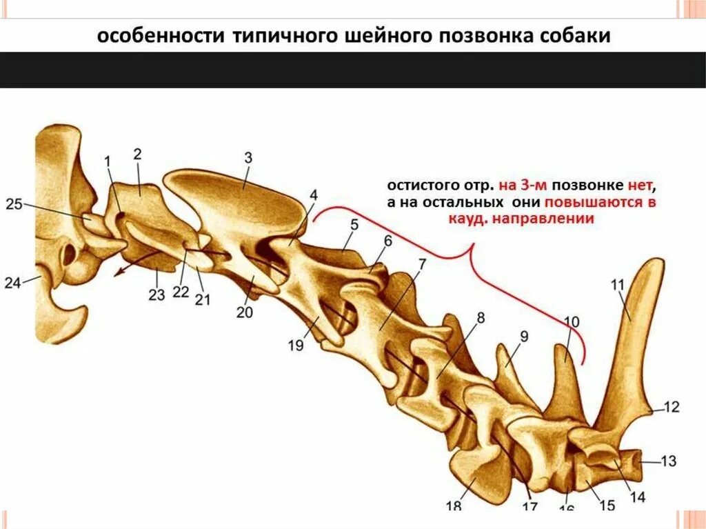 Отделы в позвоночнике млекопитающего начиная с шейного. Строение позвонка шейного отдела. Шейный позвоночник собаки вид сбоку. Шейные позвонки животных строение. Скелет кошки 1 шейный позвонок.