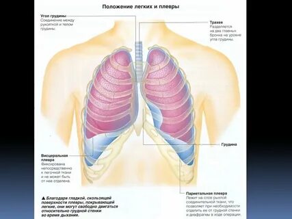 Граница средней и нижней трети грудины