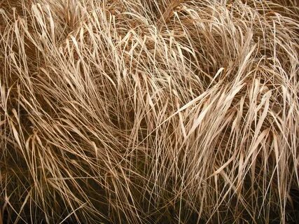 Peaux grasses