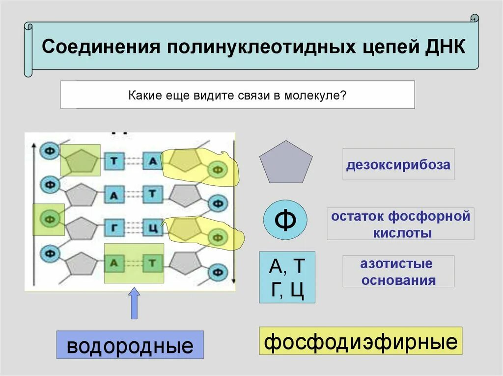 Полинуклеотидная цепь связи. Соединение полинуклеотидных цепей. Фосфорные остатки в ДНК. Фосфодиэфирные связи в молекуле ДНК. Остаток фосфорной кислоты ДНК.