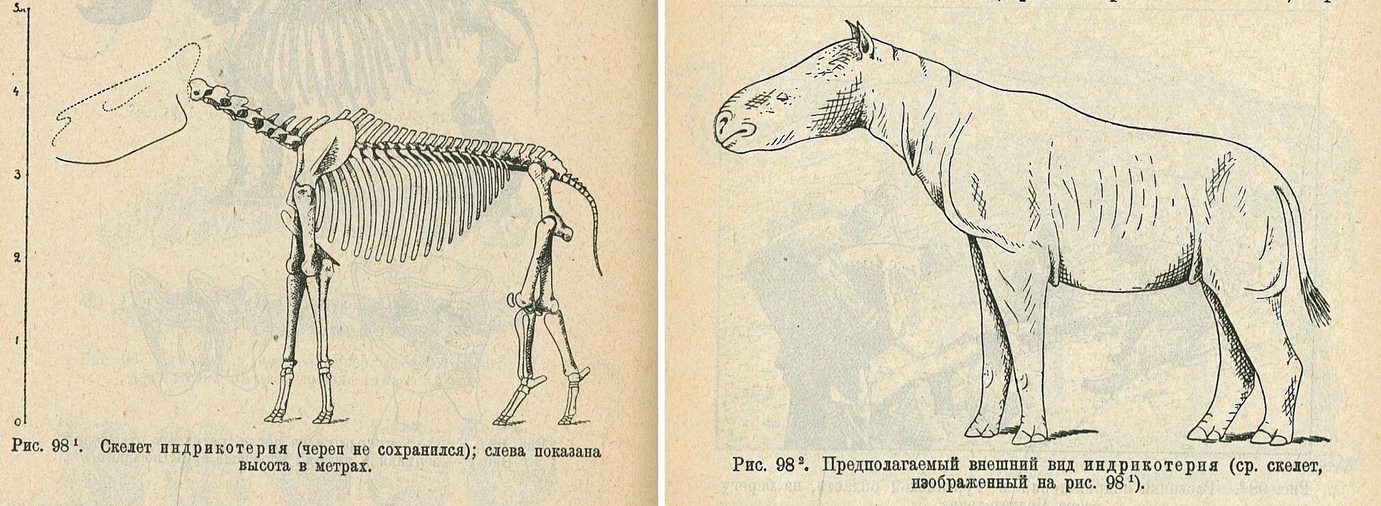 На рисунке изображен отпечаток вымершего животного