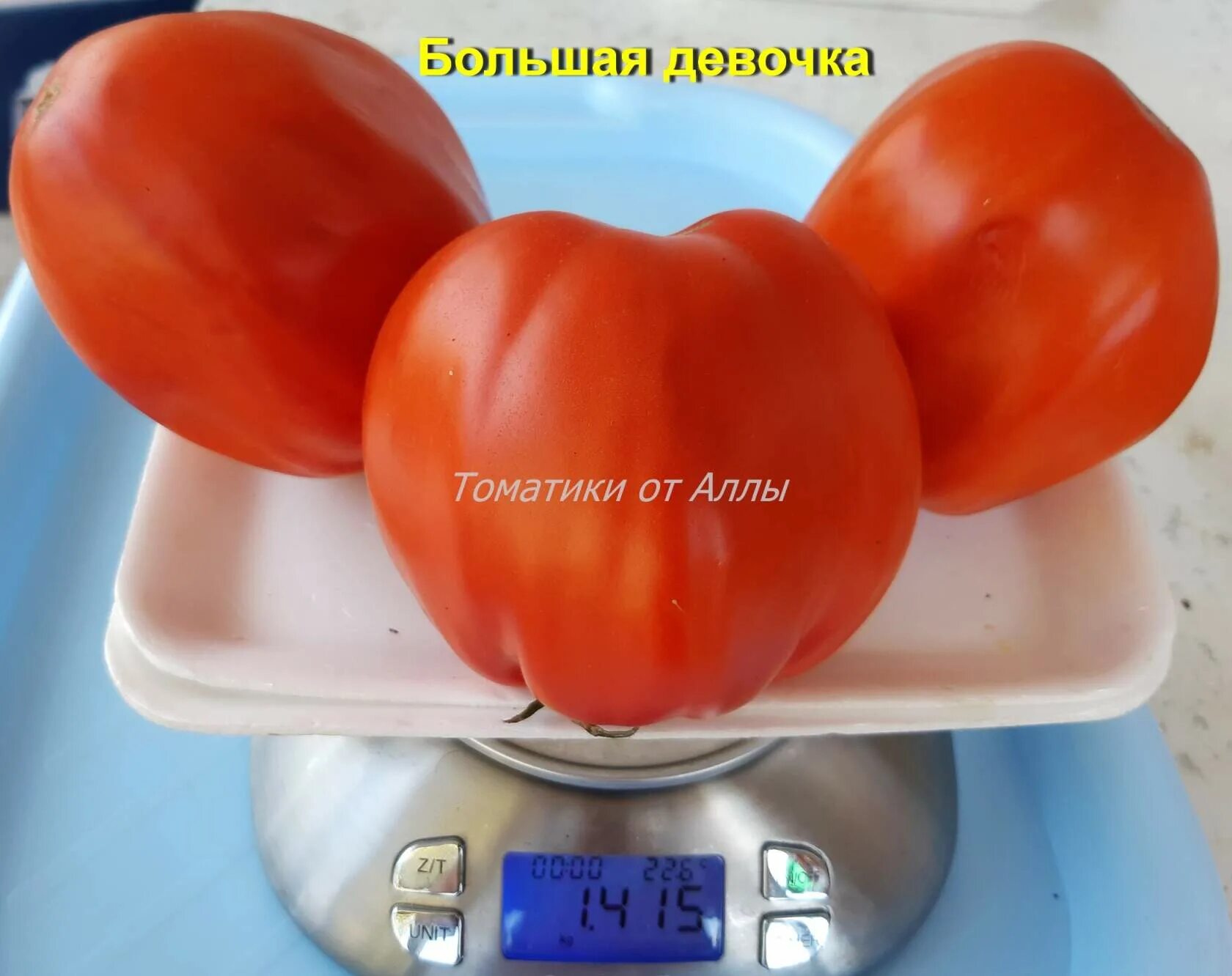 Папина дочка помидоры описание. Томат большая мамочка характеристика. томат большая девочка. сорт томата сладкая девочка. томат папина дочка.