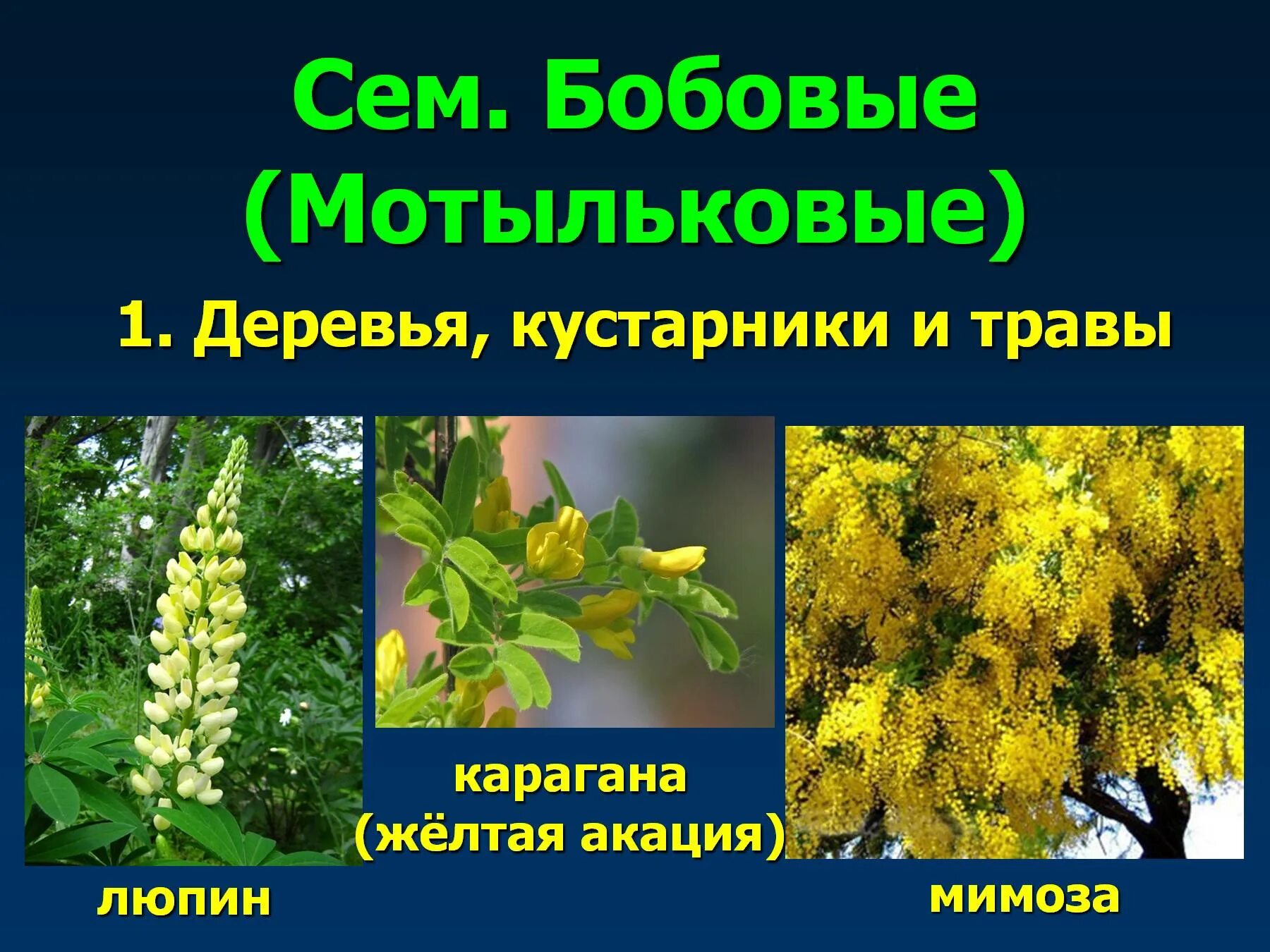 Примеры бобовых