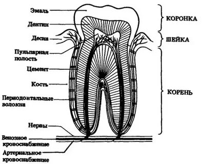 Схема зуба картинка