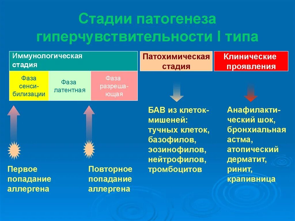 Механизм развития аллергической реакции 1 типа. Патогенез гиперчувствительности 1 типа. Патогенез реакции гиперчувствительности 1 типа. Механизм развития реакции гиперчувствительности 1 типа. Этап или стадия 3