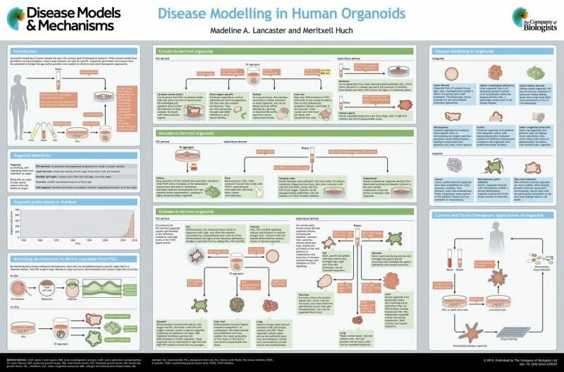 Human disease. Articles a an the плакат. Articles poster. Article poster pdf. Organoids and Mini-Organs.