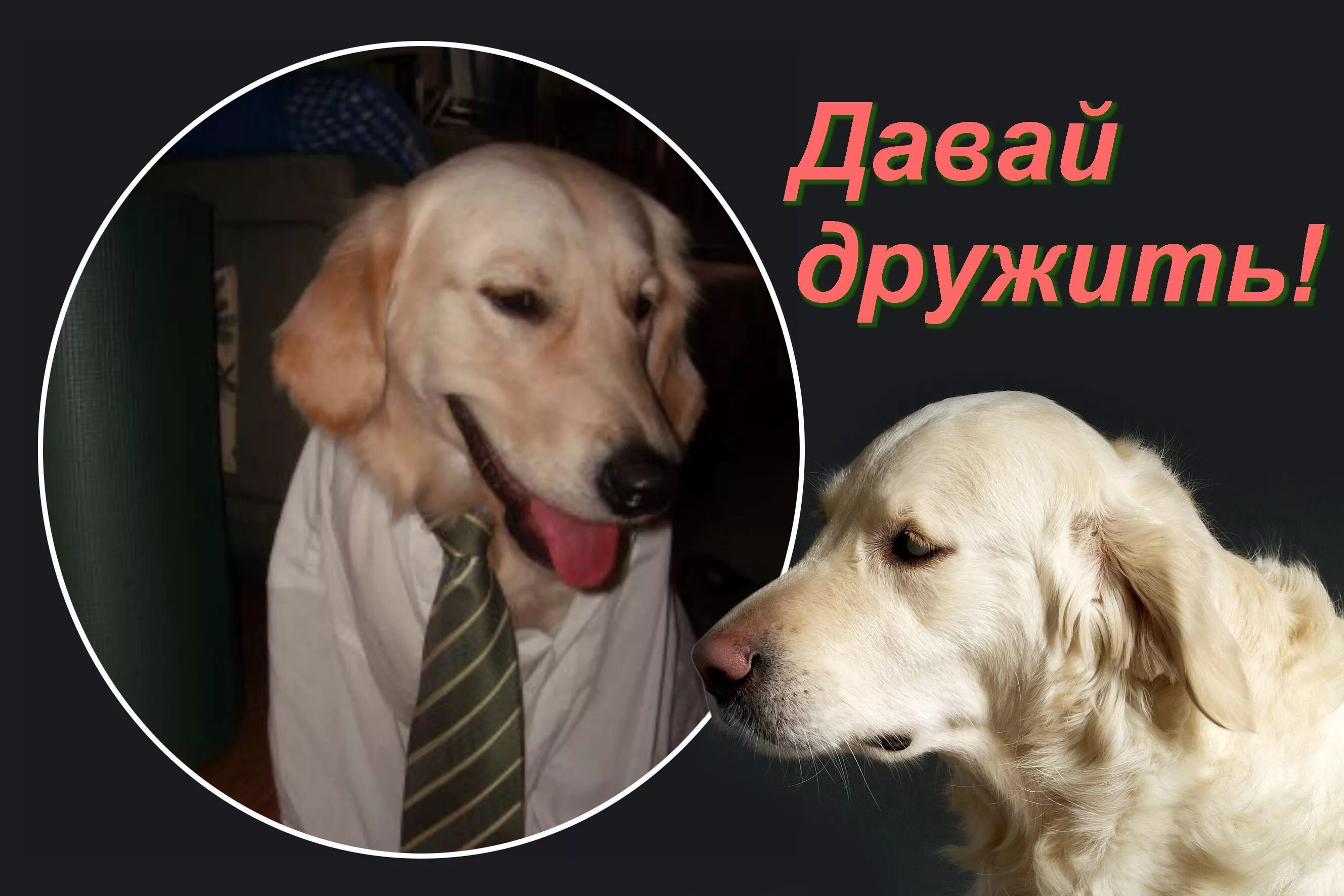 Давай можно дружить. Давай дружить. давай дружить фото. давай дружить прикольные. давай дружить надпись.