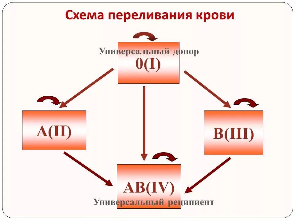 2 группа крови биология. Схема переливания крови. Схема переливания крови по группам. Схема переливания групп крови. Схема переливания крови 8 класс.