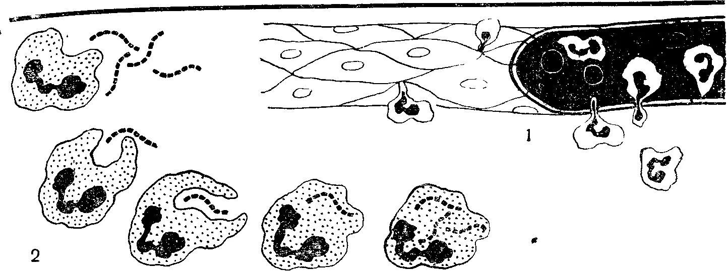 Воспаление фагоцитоз лейкоцит безразличный раздражитель микроворсинка. Фагоцитоз лейкоцитов схема. Опыт Мечникова фагоцитоз. Нарушение фагоцитоза. Фагоцитоз амебы.