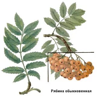 Почему плоды рябины