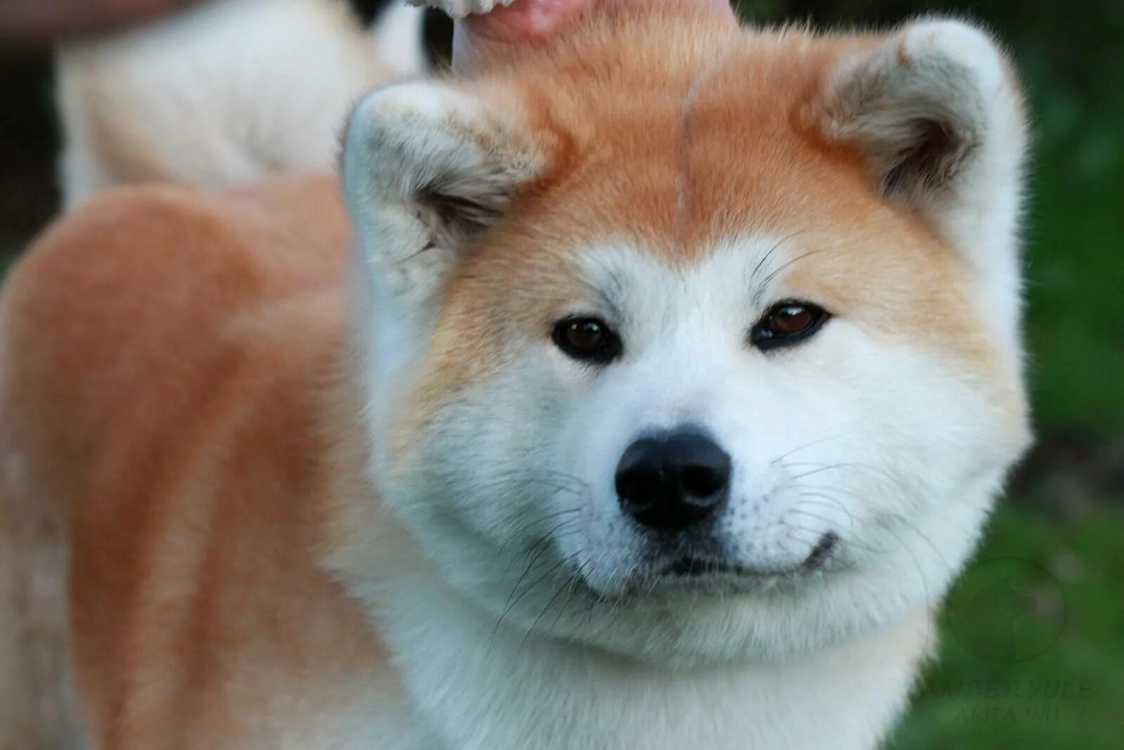 Акита-ину. Порода Акита ину. Японская собака Акита ину. Порода Хатико Акита-ину.