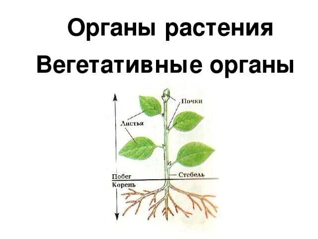 Строение вегетативных органов растений. Вегетативные органы растений схема. Строение растений вегетативное и генеративное. Органы растений вегетативные и генеративные схема. Тела растений имеет строение