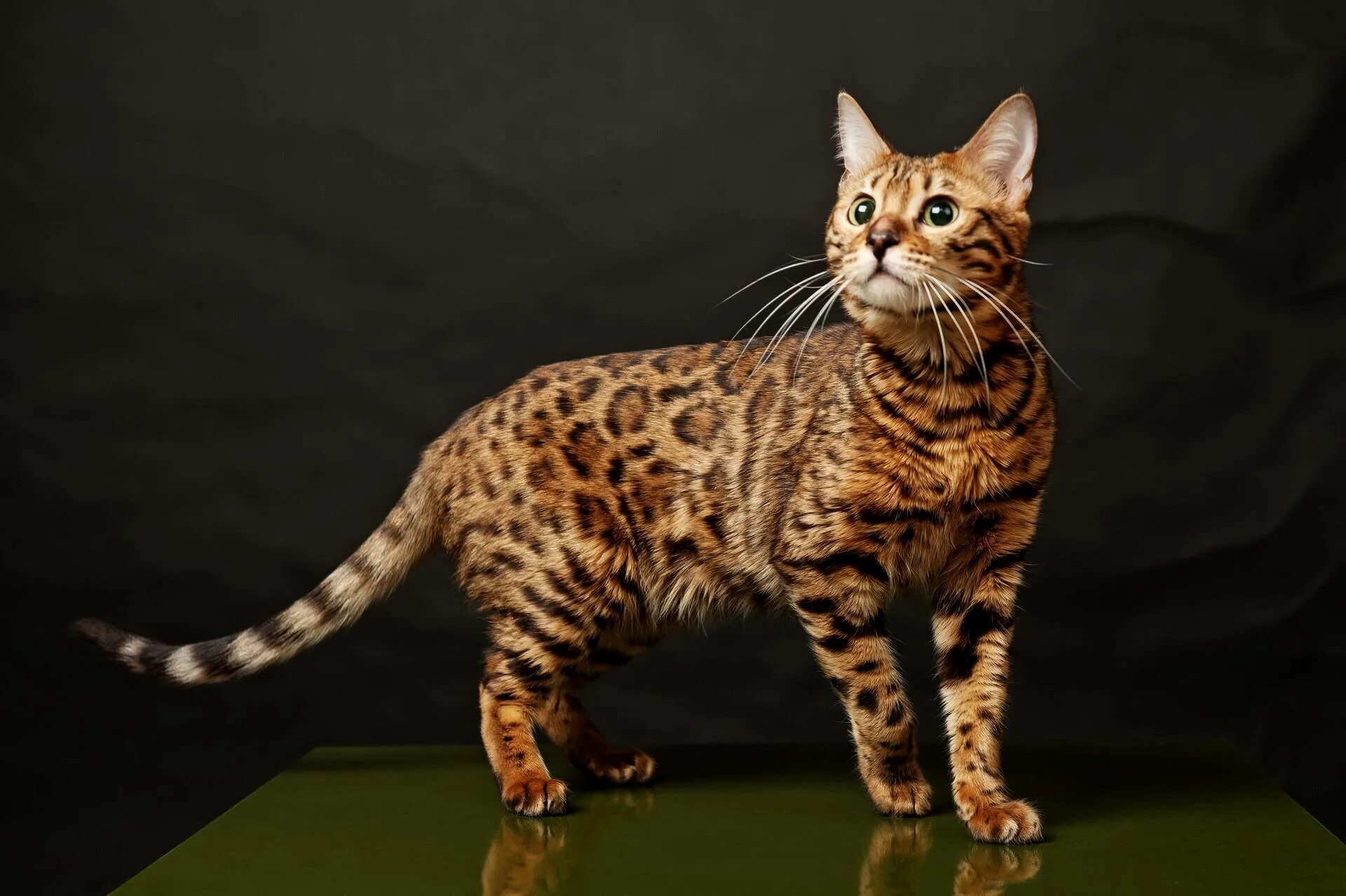 Мейн кун Ашера. Кошка породы бенгал. Бенгальская леопардовая кошка. Леопард и Бенгальская кошка. Породы домашних кошек фото