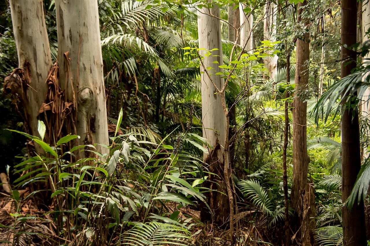 Дождевые тропические леса Австралии. Чунцин тропические джунгли. Влажные вечнозеленые тропические леса растения. Вечнозеленые экваториальные леса Африки.