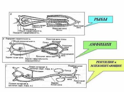 Почечные канальцы у пресмыкающихся