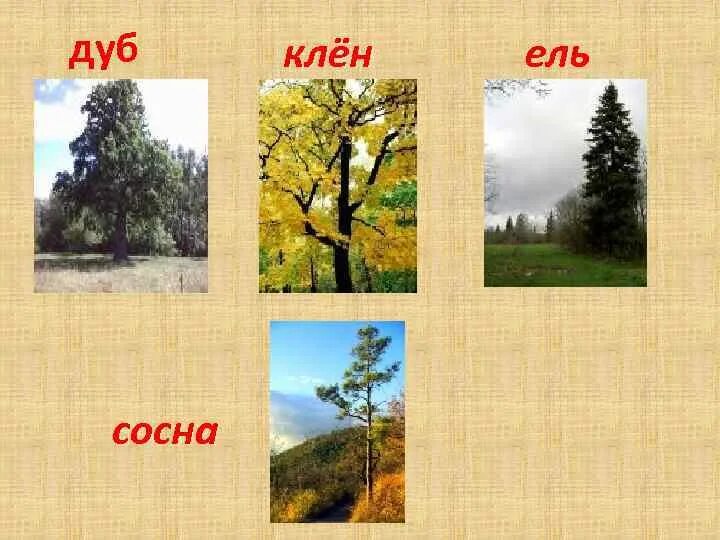 Ель хвойное дуб