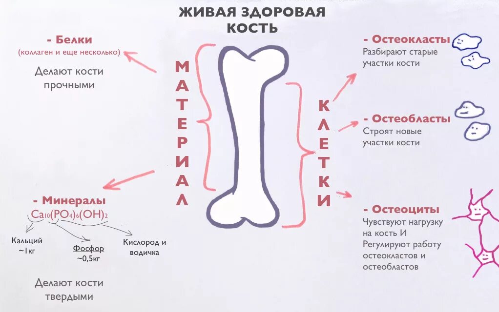 Что делает кости сильными