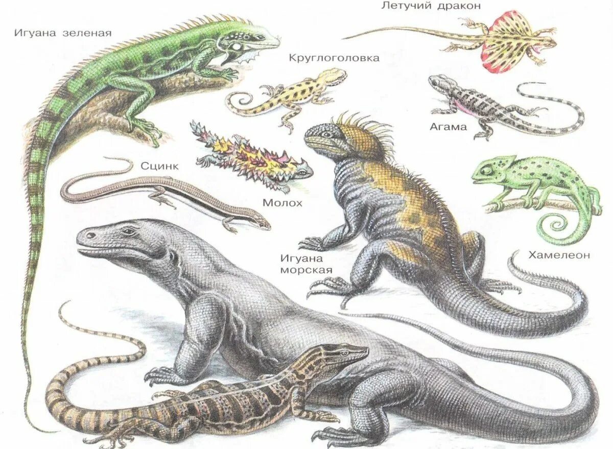 2 примера пресмыкающихся. Пресмыкающиеся классы животных. Пресмыкающиеся представители. Виды рептилий. Класс рептилии представители.