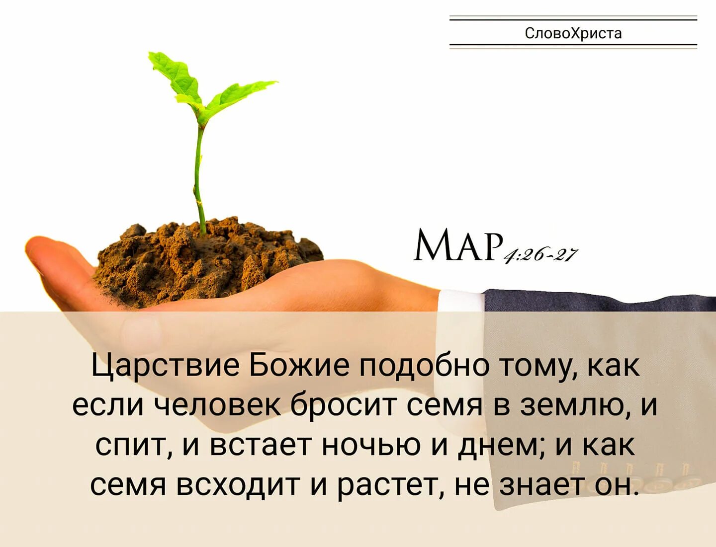 Зернышко в руке. Росток растения. Зерно в руках. Не брошенное семя. Росток из семени.