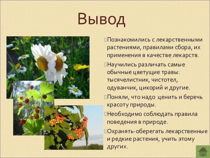 Проект 2 класс мои растения Реферат На Тему Дикорастущие Растения