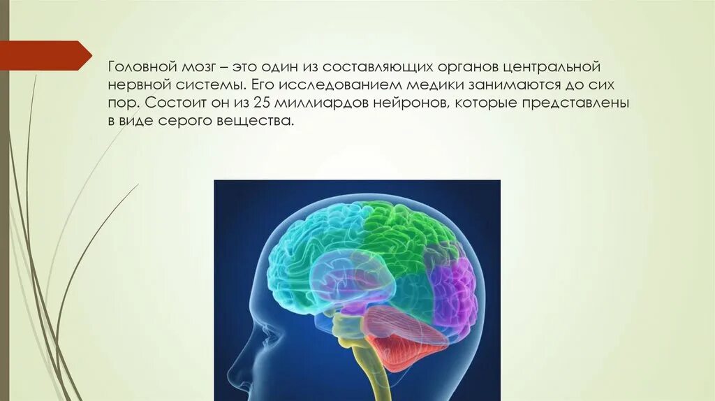 Интересные факты о головном мозге человека. Мозг состоит из миллиардов нейронов. Презентация опрос по теме головной мозг. Презентация головной мозг строение и функции 8 класс. Из каких веществ состоит мозг