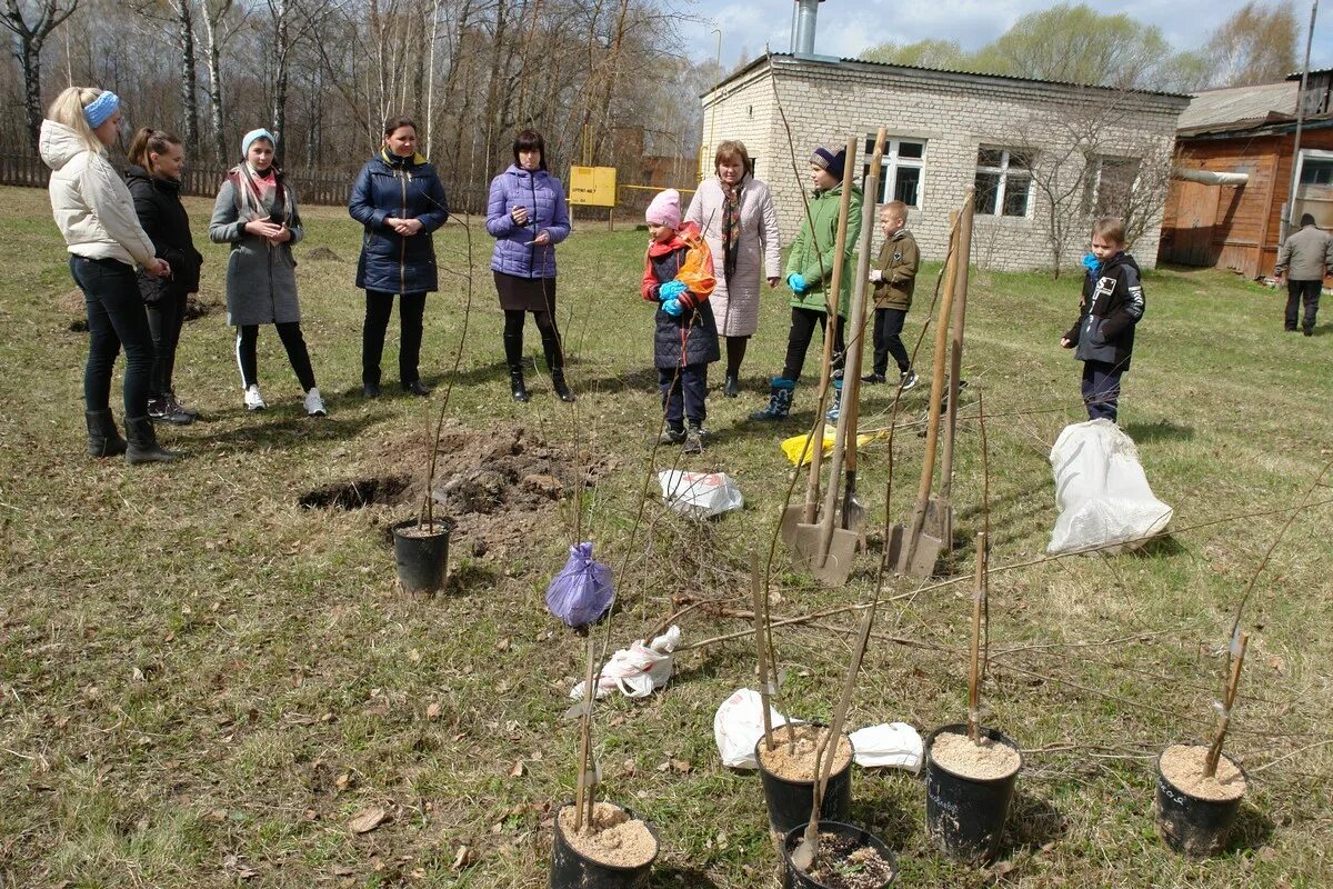 В ряд высадили 12 деревьев. Ель на пришкольном участке. Новости Ермишинского района. Ермишинский детский сад 3. Сад памяти в школе.