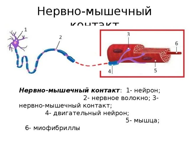 Нервно мышечный контакт. Понятие нервно мышечного контакта. Нервно мышечная проводимость. Нарушение нейромышечных контактов это