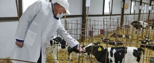 Спк вологда. Вологодский племенной завод конный. спк пкз вологодский. спк племенной конный завод вологодский. сельское хозяйство вологодской области.