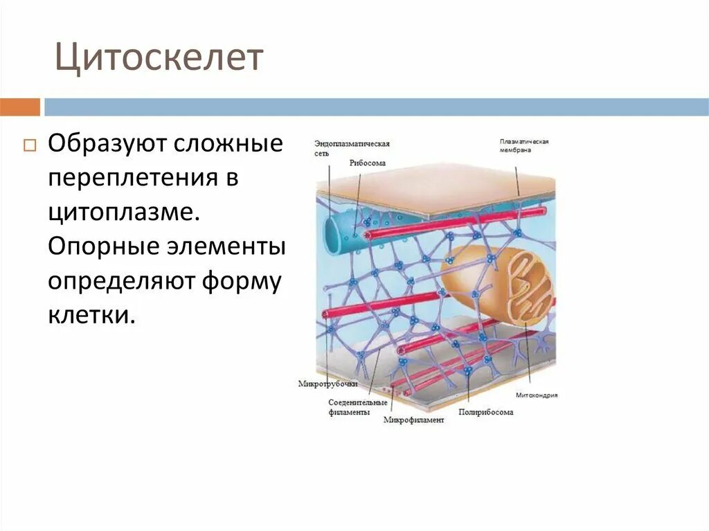 Цитоскелет эукариотической клетки строение. Схематическое строение цитоскелета. Цитоскелет строение рисунок.