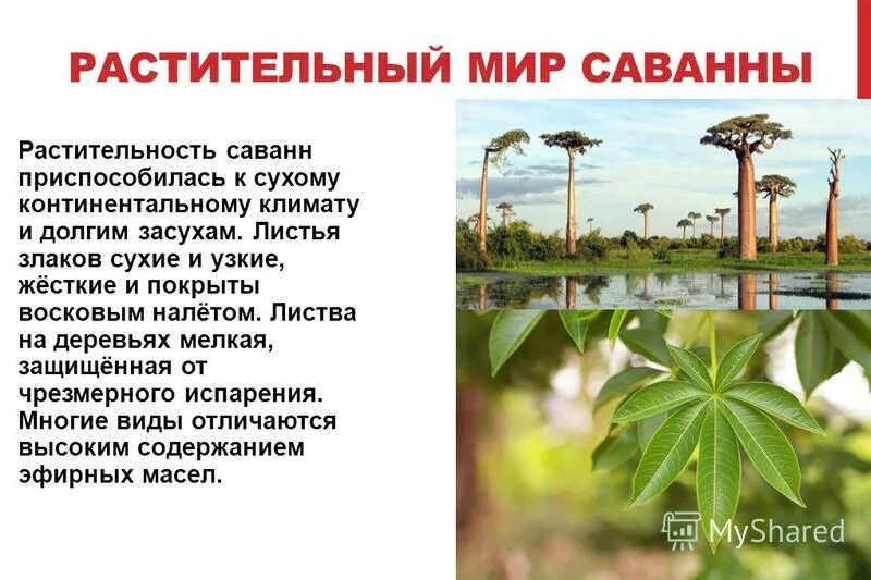 лианы основная растительность саванн верно или нет. типичные представители растительного мира саванны в африке. лианы основная растительность саванн верно или нет. листья саванны. африканская зонтичная акация.