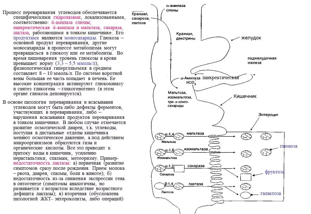 Фермент кишечника расщепляющий белки. Схема переваривания углеводов биохимия. Схема переваривания углеводов в ЖКТ. Глюкоза переваривание углеводов. Переваривание Глюкозы биохимия.