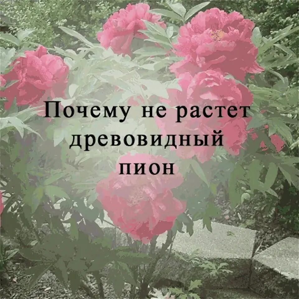 Почему плохо растут цветы. Росточки рассады помидор. Почему плохо растут цветы. Почему плохо растут цветы. Цветы домашние комнатные на подоконнике.