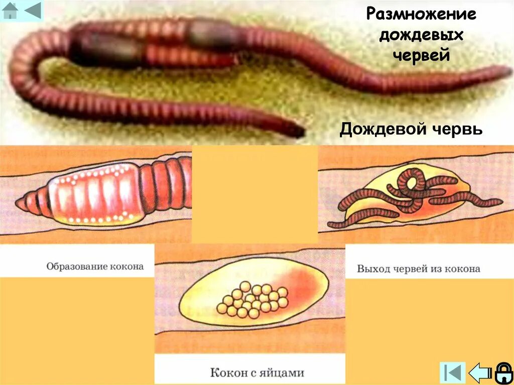 Какое развитие у червей