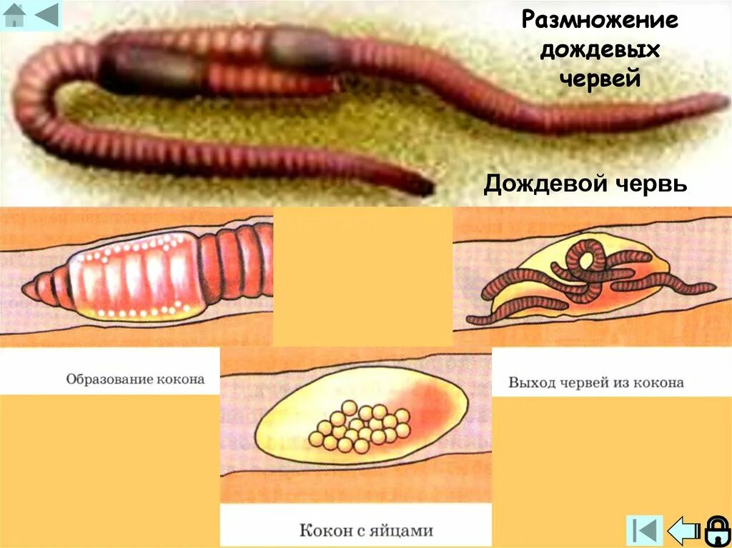 Малощетинковые кольчатые черви размножение. Цикл развития дождевого червя схема. Кольчатые черви Малощетинковые дождевой червь. Есть ли у червяков