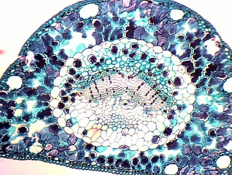 Комплект микропрепаратов «ботаника 1» (профильный уровень). Микропрепарат хвоя сосны под микроскопом. Набор микропрепаратов ботаника 1. Микропрепараты ботаника