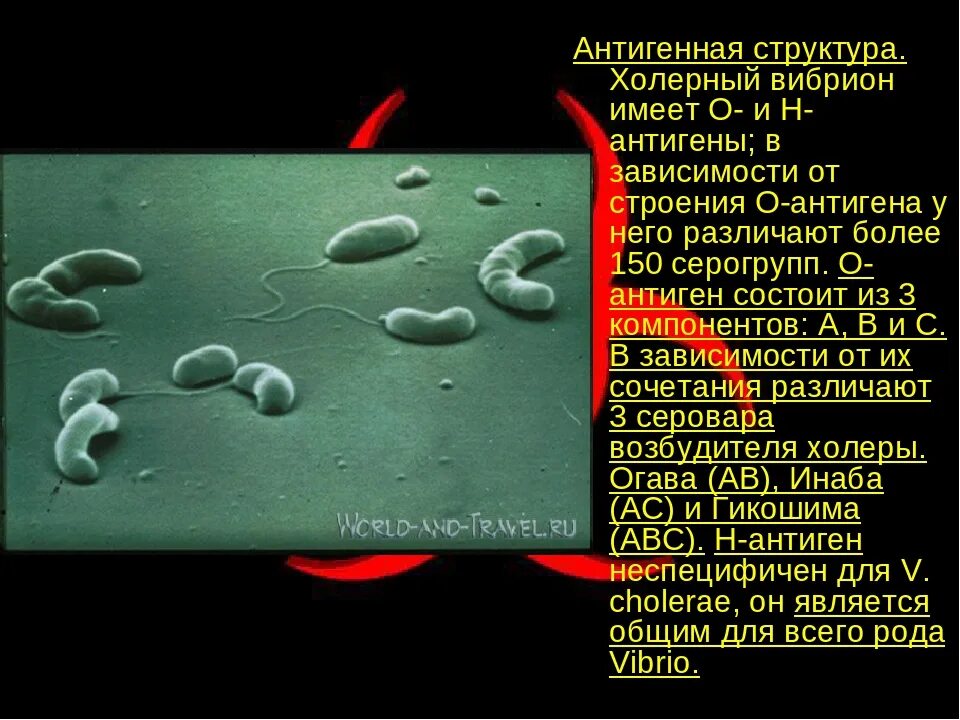 Известно что холерный вибрион вид подвижных. Вибрион холеры строение. Холерный вибрион микробиология. Антигены холерного вибриона. Гемагглютинин холерного вибриона.