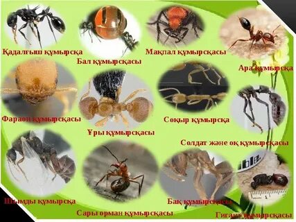 Қара жігіт қызының порносын трахает